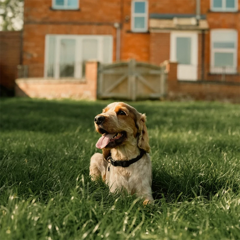 Dog sitting outside the boarding kennels at Platinum Boarding Kennels, Southwell